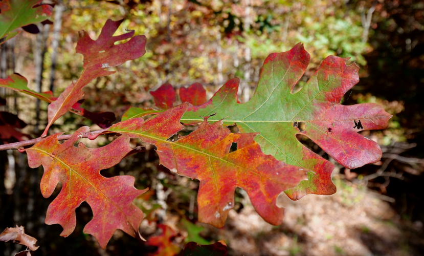 NatureWV: Enjoy the beauty of fall - wherever you can find it